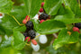 Vruchten moerbei - Morus rotundiloba 'Mojo Berry'