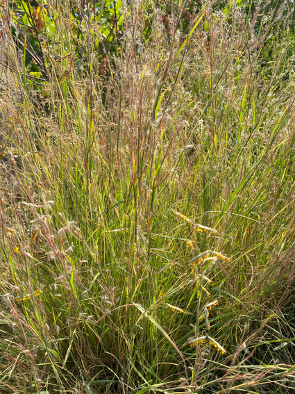 Siergras Muhlenbergia rigens