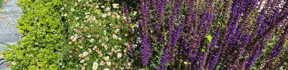 Salvia icm Muurfijnstraal - Erigeron karvinskianus en buxus