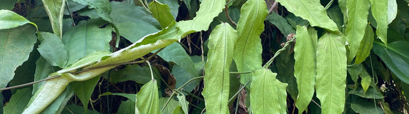Mysore winde - Thunbergia mysorensis
