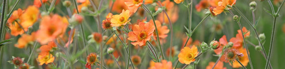 Nagelkruid - Geum 'Totally tangerine' oranjeroze bloeiende variant