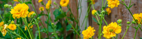 Nagelkruid - Geum chiloense 'Lady Stratheden' geel bloeiende borderplant