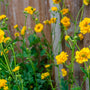 Nagelkruid - Geum chiloense 'Lady Stratheden' geel bloeiende borderplant