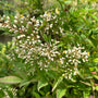 Hemelse bamboe - Nandina domestica in bloei