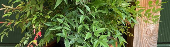 Plantenbak cortenstaal vierkant met nandina domestica heester
