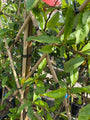 Nectarine - Prunus persica Nucipersica 'Madame Blanchet'
