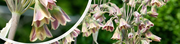 Bulgaarse sierui - Nectaroscordum siculum in bloei