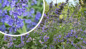 Kattenkruid   Nepeta 'Walker's Low'
