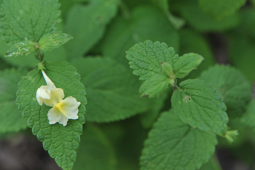 Geel Kattenkruid - Nepeta govaniana