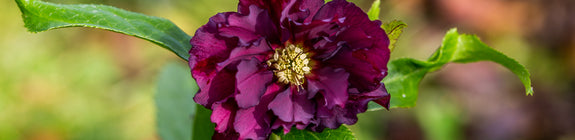 Nieskruid - Helleborus orientalis 'Double Ellen Purple' - donkerpaars bloeiende Nieskruid variant