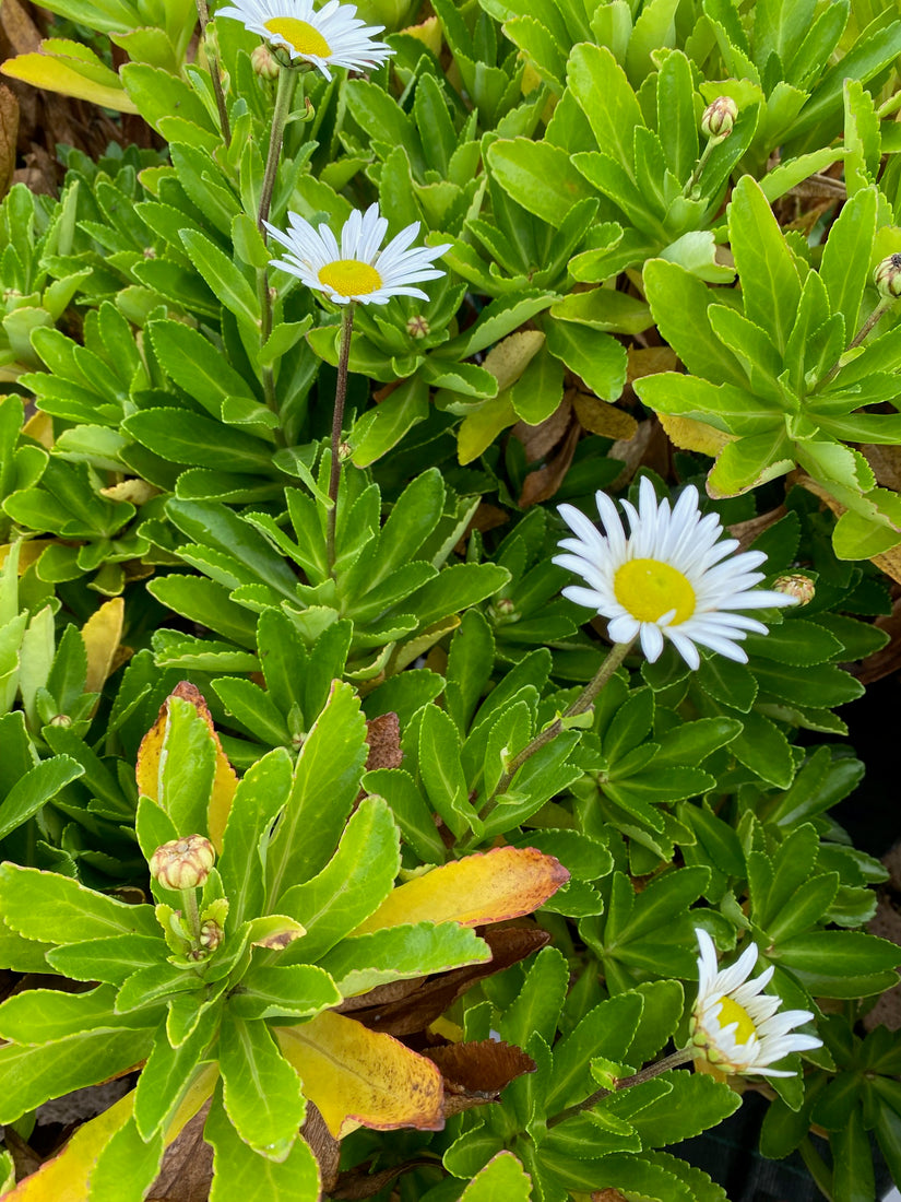 Nipponanthemum nipponicum in bloei