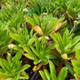 Nipponanthemum nipponicum