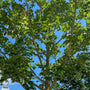 Noorse esdoorn - Acer platanoides 'Columnare Dila'