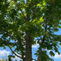 Noorse esdoorn - Acer platanoides 'Columnare'
