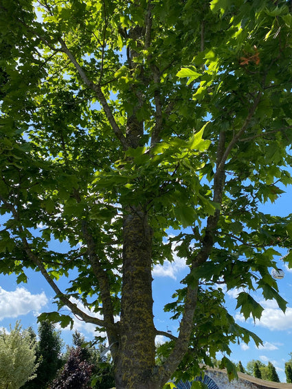 Noorse esdoorn - Acer platanoides 'Columnare'
