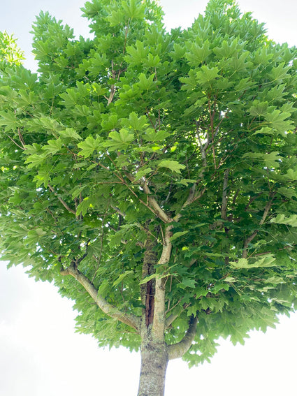 Noorse esdoorn - Acer platanoides 'Emerald Queen'