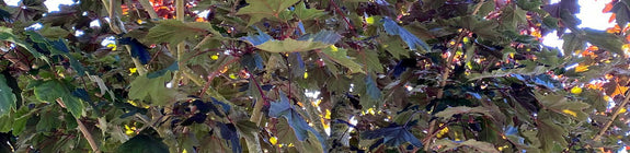 Noorse esdoorn - Acer platanoides 'Faassen’s Black'