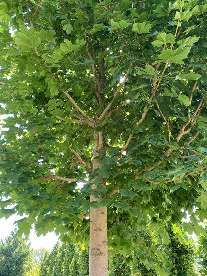 Noorse esdoorn - Acer platanoides 'Farlake's Green'