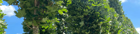 Zuilvormige Noorse esdoorn - Acer platanoides 'Mauritz Upright'
