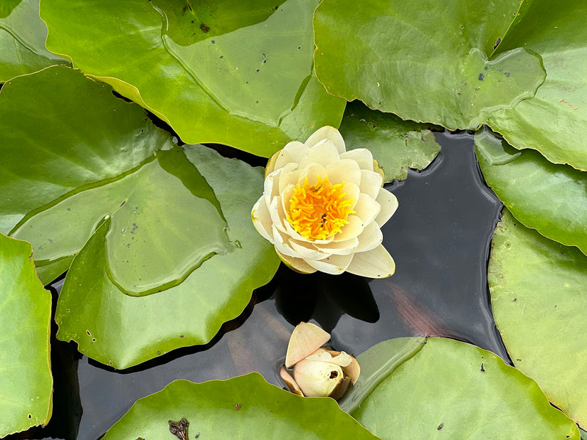 Waterlelie - Nymphaea 'Marliacea Chromatella'