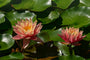  Nymphaea Tropical Sunset in bloei