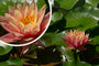  Nymphaea Tropical Sunset