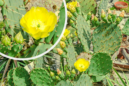 Schijfcactus - Opuntia humifusa met gele bloemen