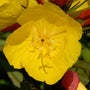  Teunisbloem - Oenothera fruticosa 'Fyrverkeri'
