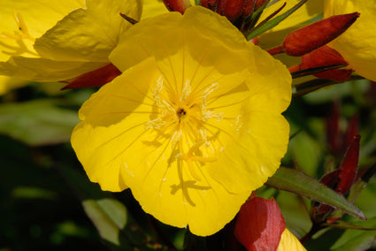  Teunisbloem - Oenothera fruticosa 'Fyrverkeri'
