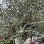 Olijfboom op stam - Olea europaea