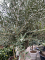 Olijfboom op stam - Olea europaea
