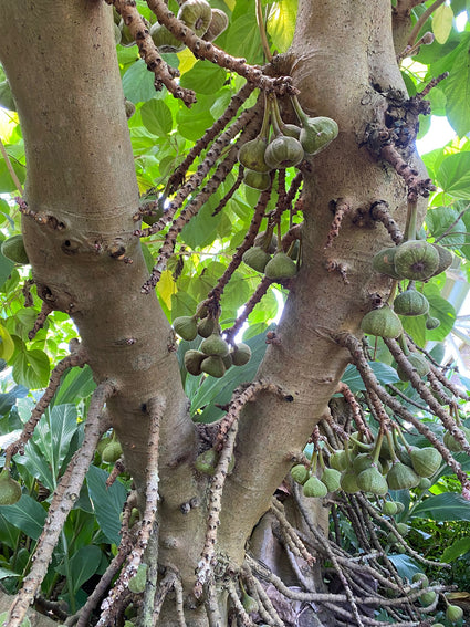 Olifantsoor-vijg - Ficus auriculata