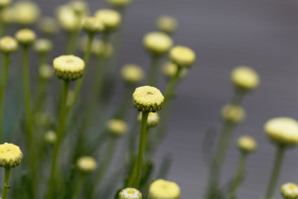 Olijfkruid - Santolina viridis bloem.jpg