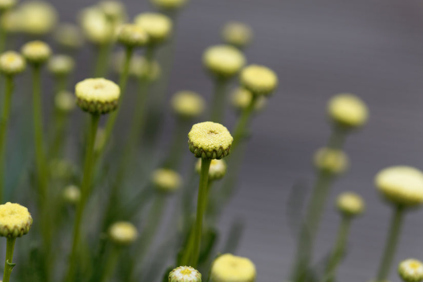 Olijfkruid - Santolina viridis bloem.jpg