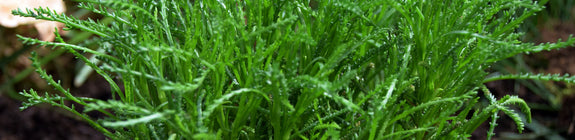 Olijfkruid - Santolina viridis.jpg