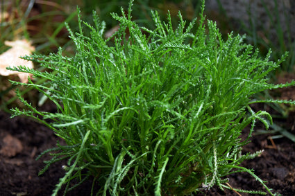 Olijfkruid - Santolina viridis.jpg