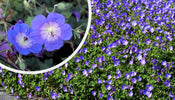 Ooievaarsbek   Geranium 'Rozanne' bloei