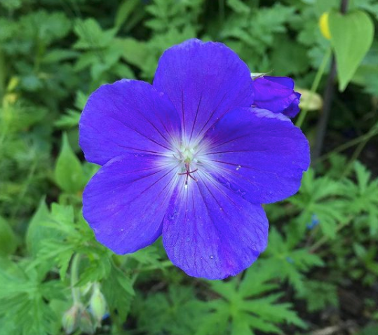 Ooievaarsbek - Geranium 'Orion' bloem bloeikleur blauw juni juli