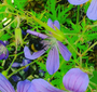 Ooievaarsbek - Geranium clarkei 'Kashmir Purple'