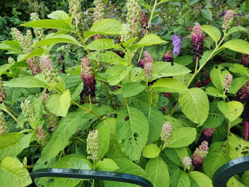 Westerse karmozijnbes - Phytolacca americana