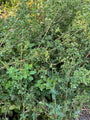 Wilde marjolein - Origanum vulgare