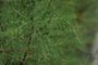Kant en klare tamarix tetrandra haag - 180x120cm