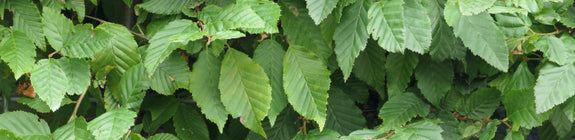 Kant en klare Haagbeuk haag - Carpinus betulus  bladvorm