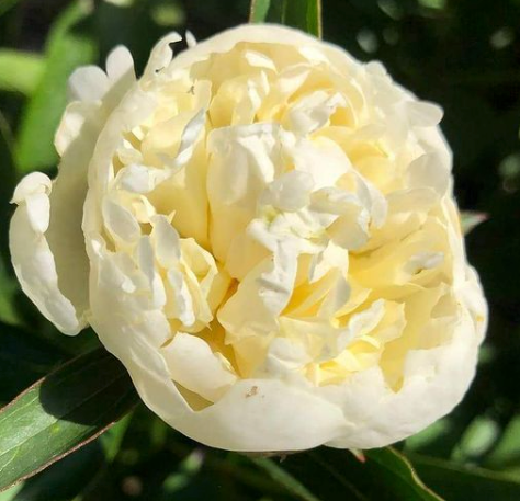 witte bloem Paeonia Duchesse de Nemours