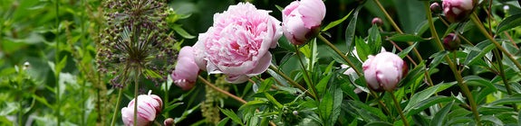 Pioenroos - Paeonia 'Sarah Bernhardt' in bloei