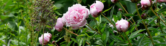 Pioenroos - Paeonia 'Sarah Bernhardt' in bloei
