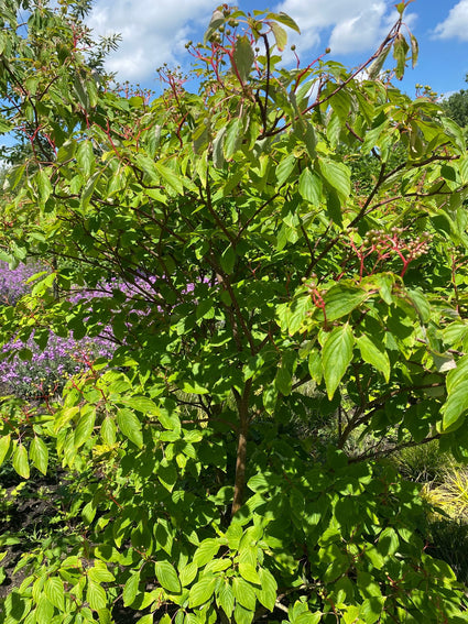 Pagode kornoelje - Cornus alternifolia