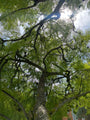 Jacaranda mimosifolia