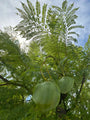 Zaden van de Jacaranda mimosifolia