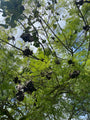 Palissanderboom - Jacaranda mimosifolia na de bloei